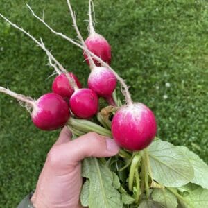 Radishes