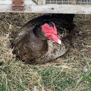 Adult Muscovy Ducks