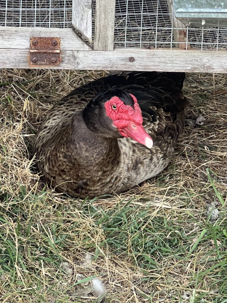 Hunley-Bota Farms, located in Greene County TN