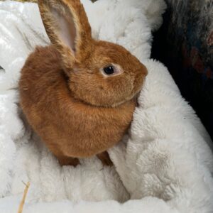 New Zealand Red Rabbits
