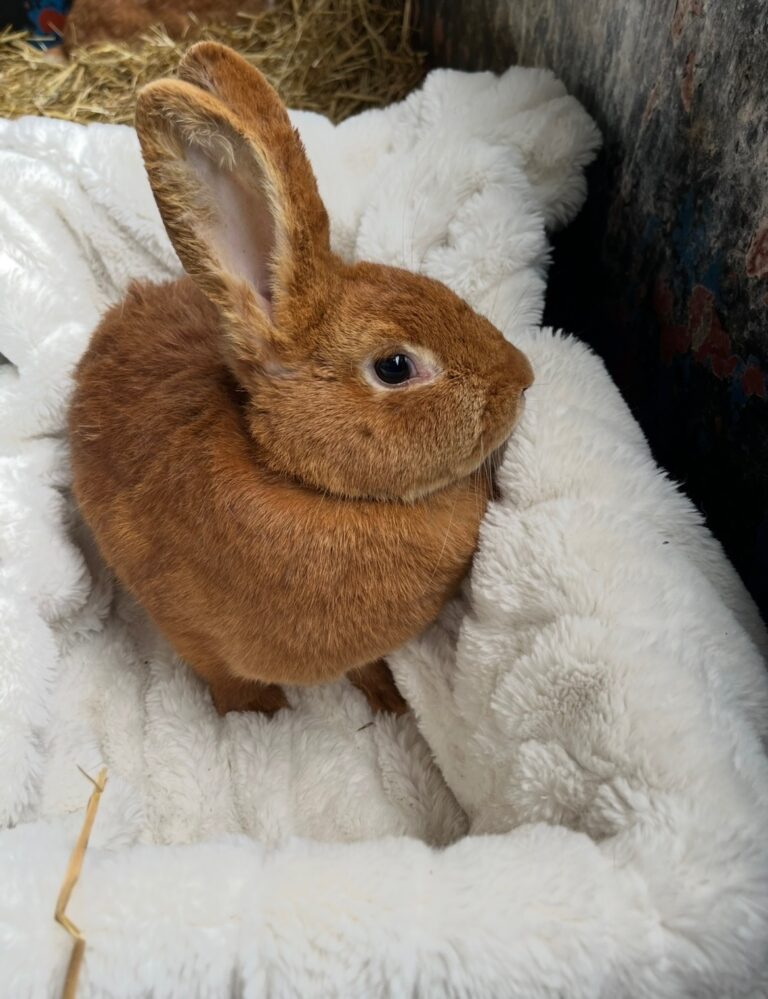 Hunley-Bota Farms, located in Greene County TN